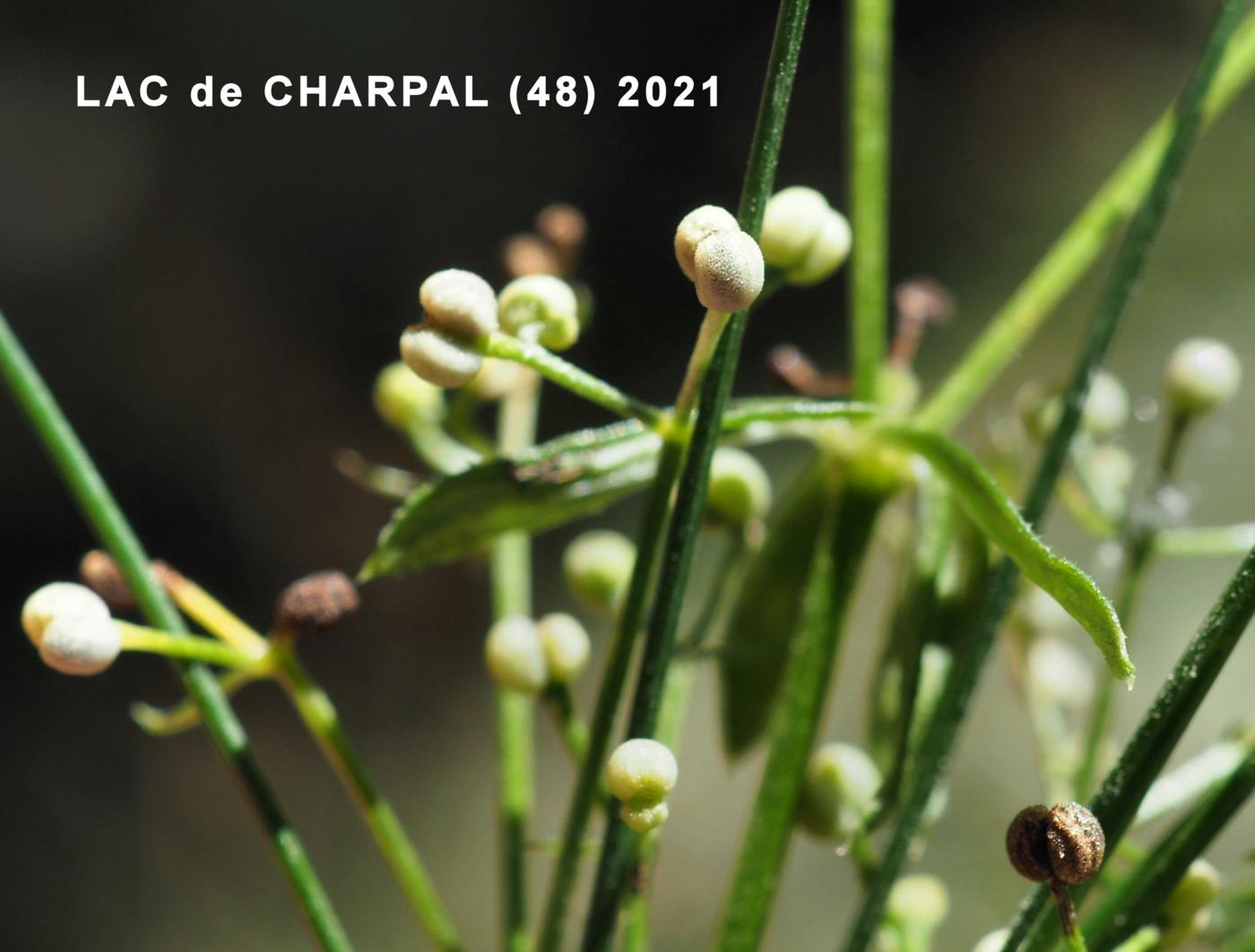 Bedstraw, Heath fruit